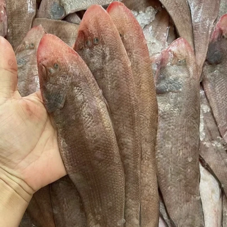 广东湛江龙利鱼5斤