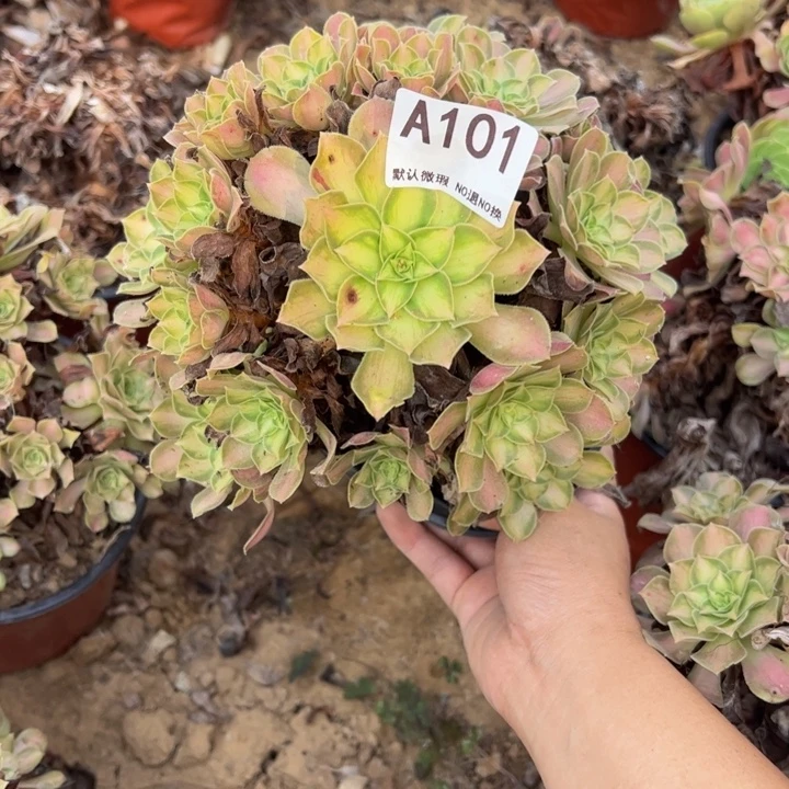韶华多肉植物101.