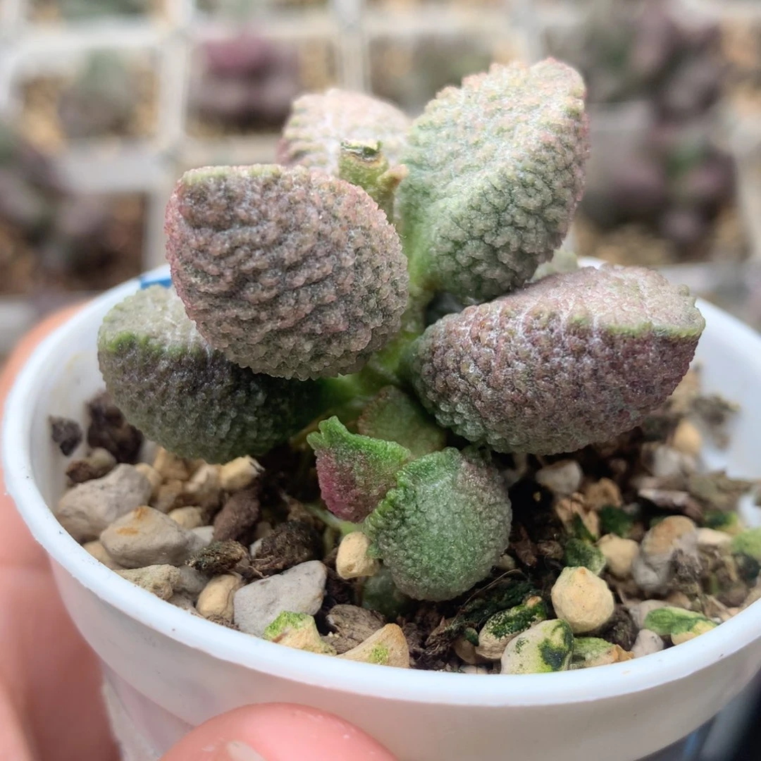 实生水泡 一物一拍包邮