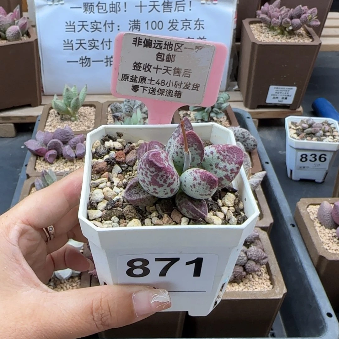放****股871艾薇多肉植物
