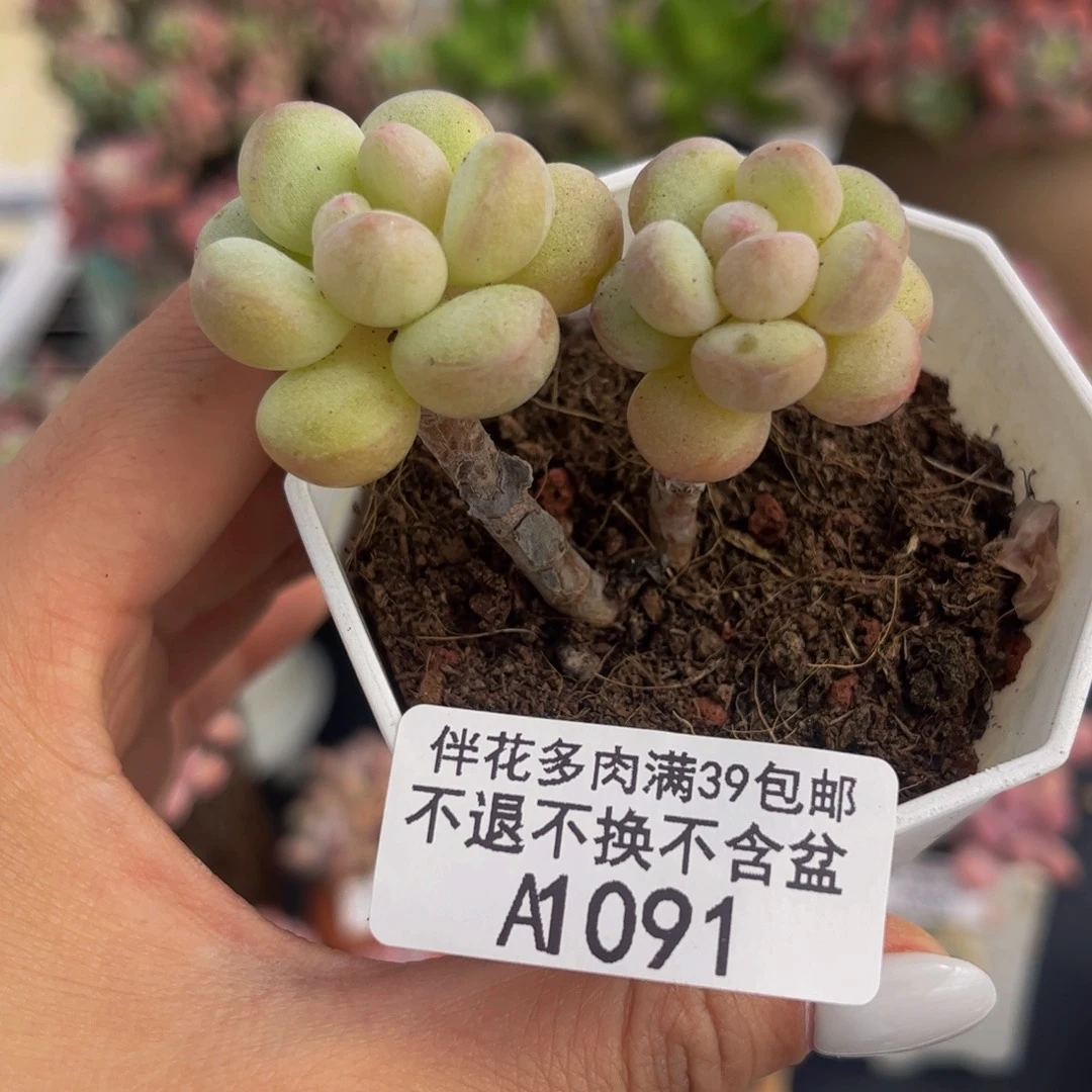 091-萤火虫多肉4cm