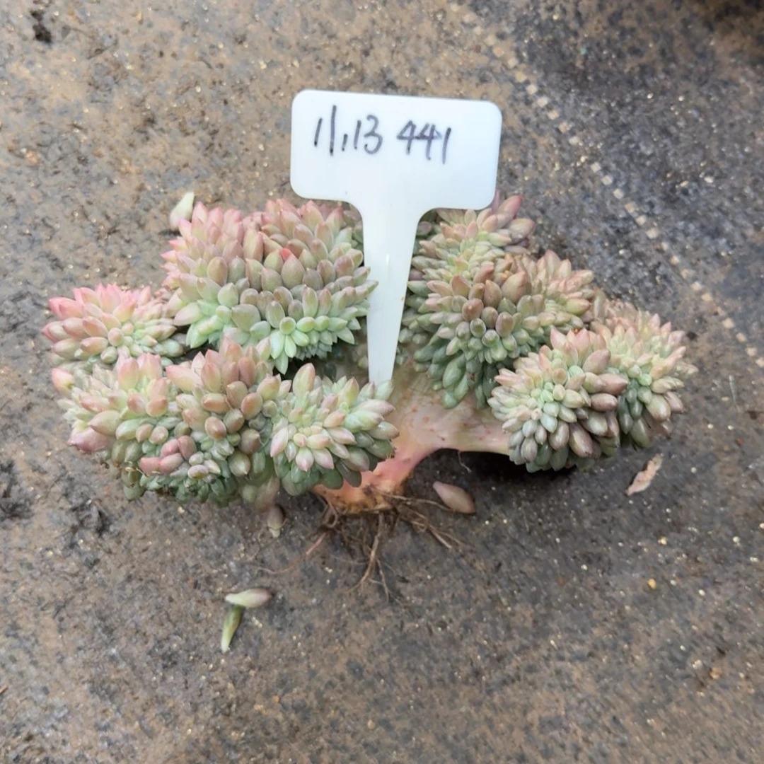 一物一拍红蜻蜓缀化441