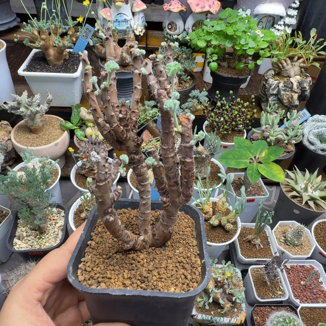 实生枝干洋葵446仙人掌