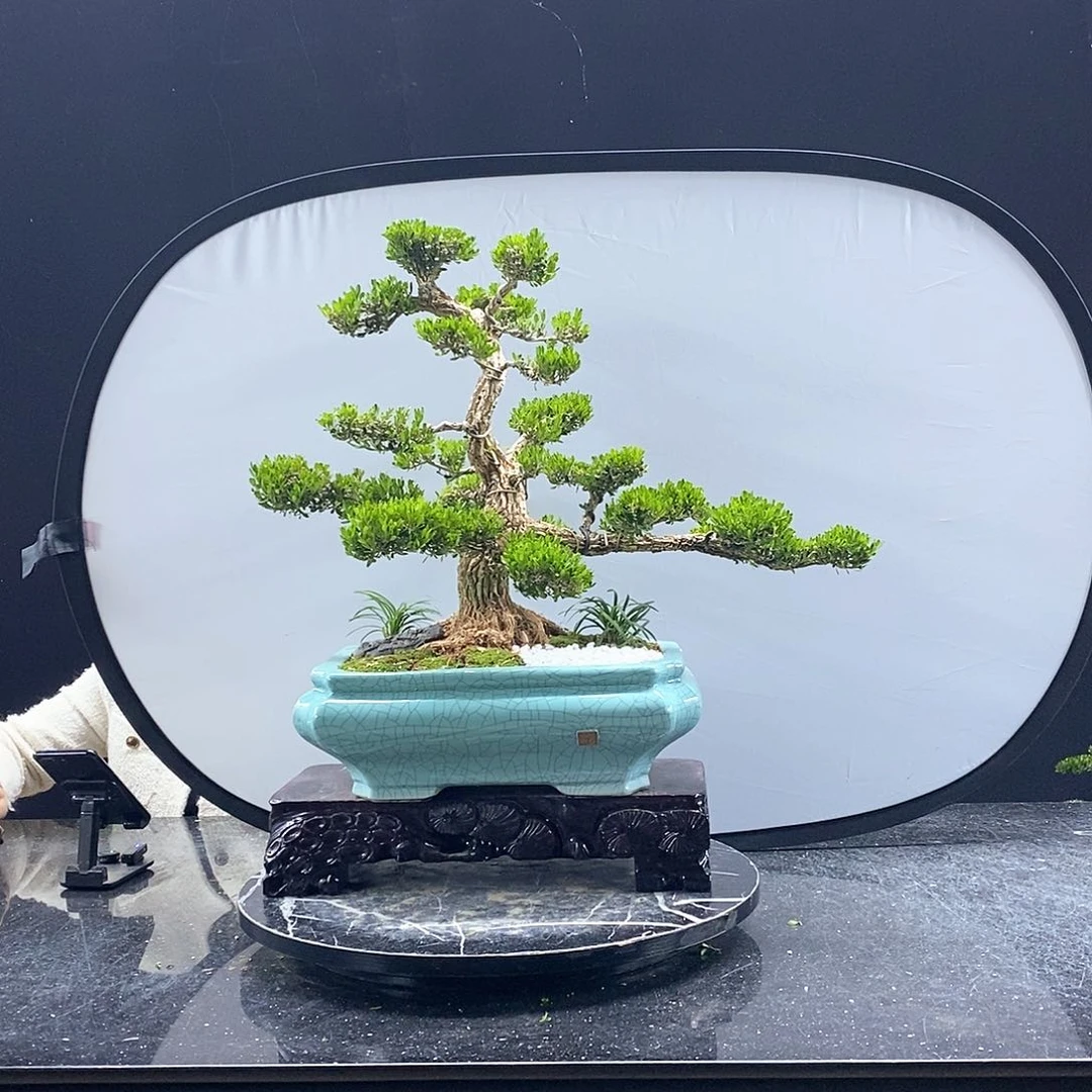 无花朵精品黄杨盆景