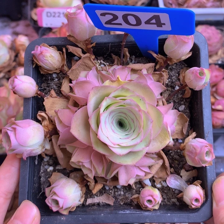 一物一拍月影寒204