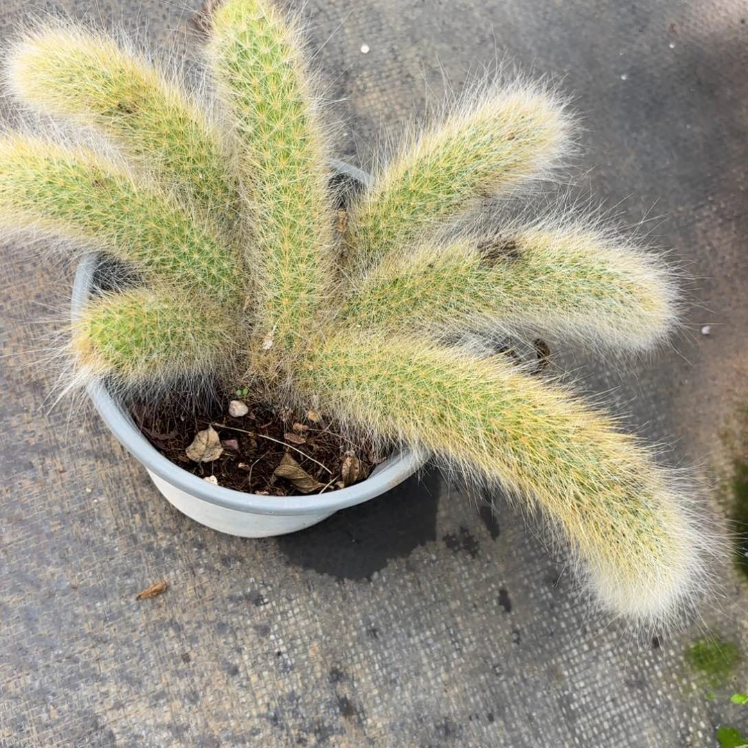 多肉植物九尾狐，带盆发货