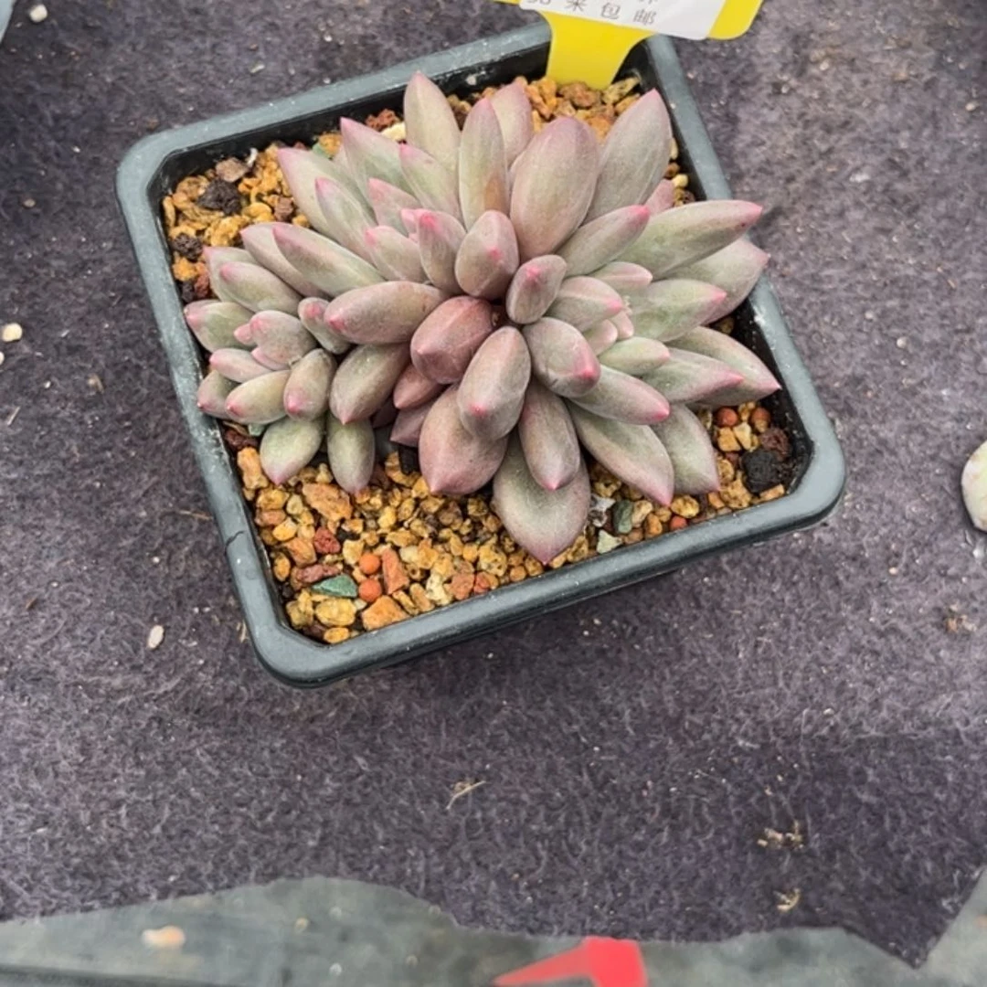 淡**多肉植物1111111