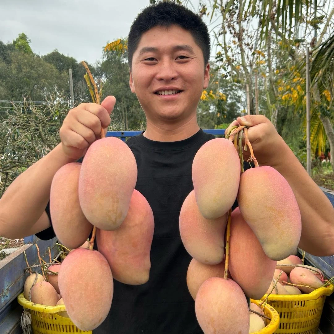 【阿欢】海南花皮红玉文芒果特别香甜4.5-8斤装