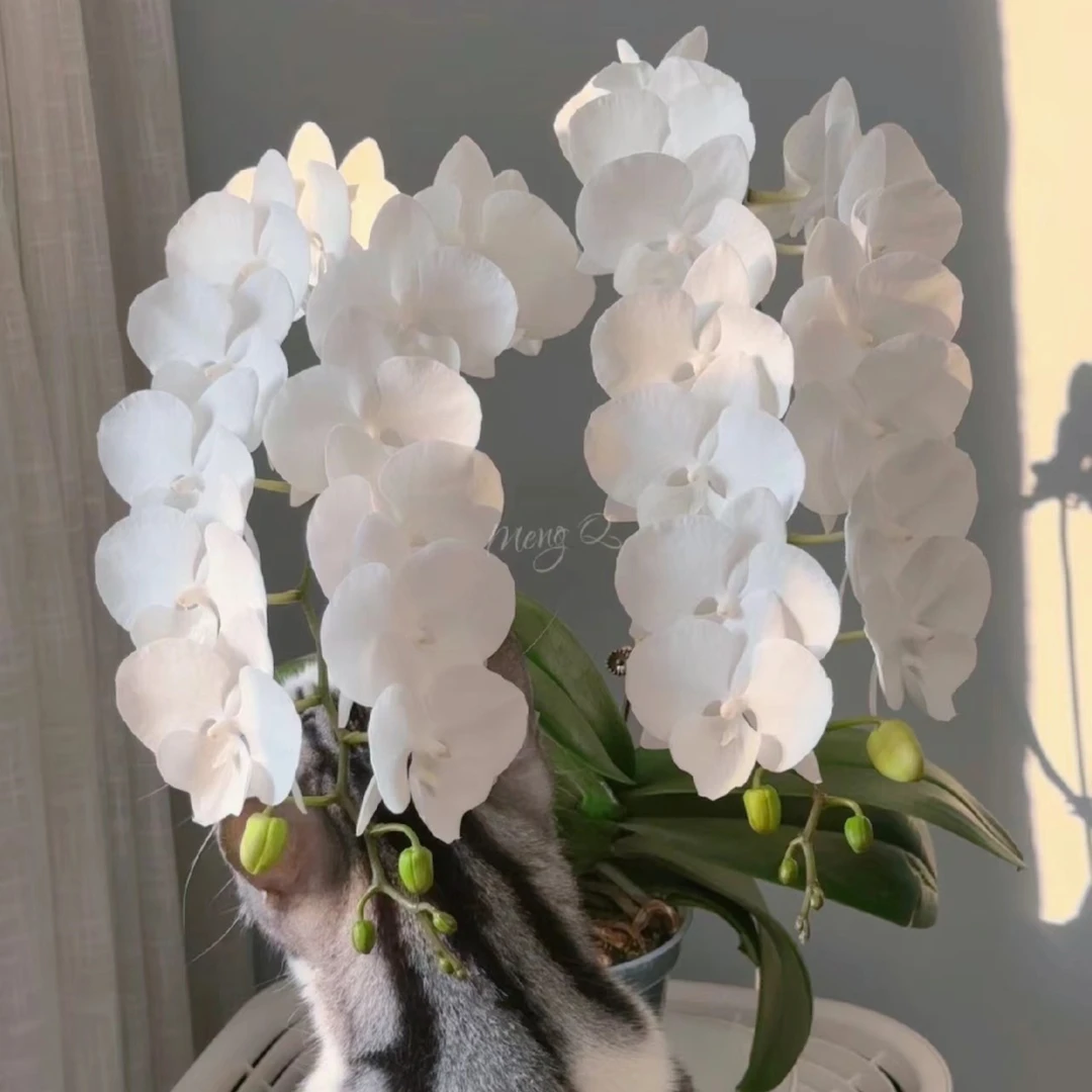 3个花剑 爆花机器【白天鹅】蝴蝶兰