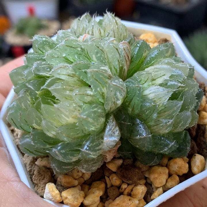 翠云玉露锦da ren tu