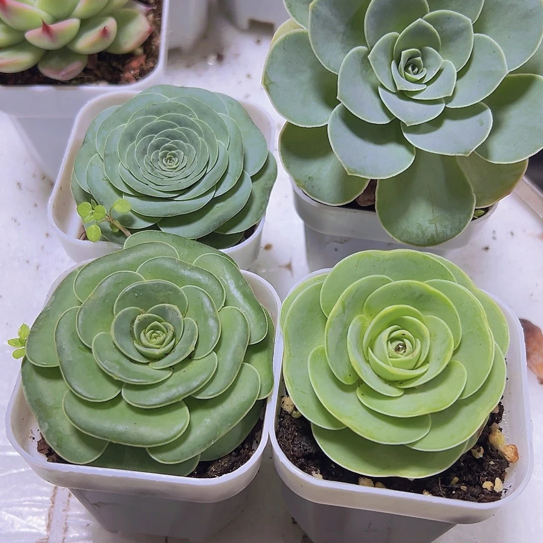 玫瑰组合4盆19包邮