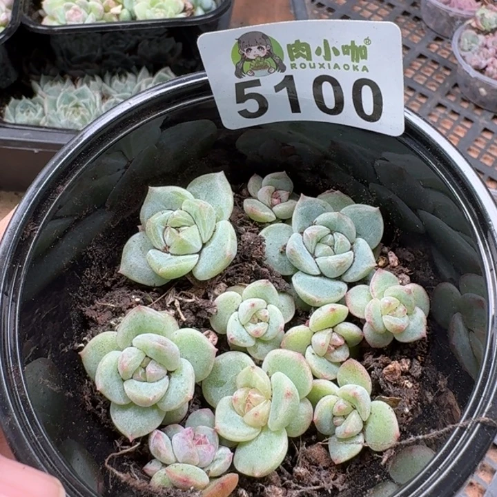 多肉植物多肉植物
