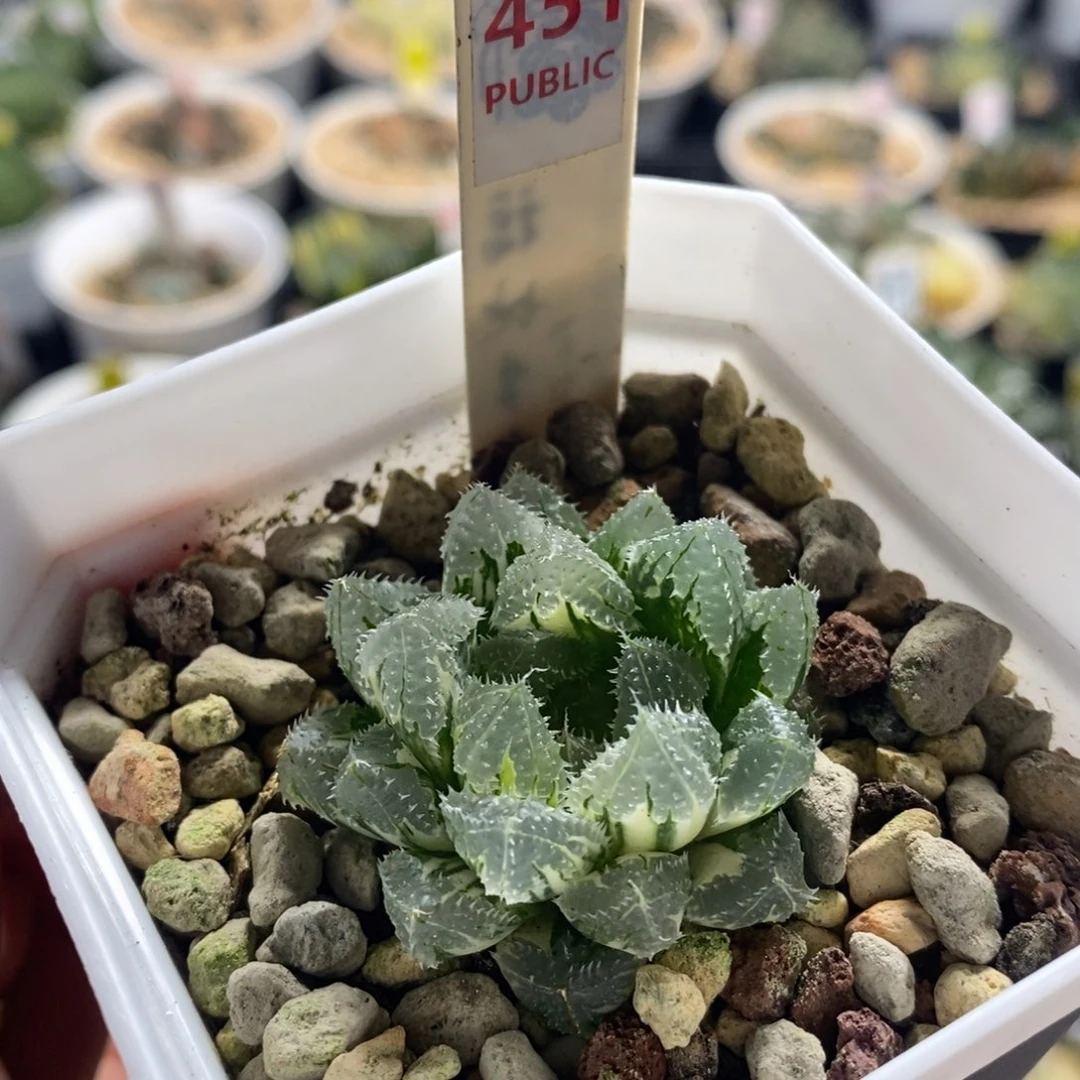 不开花植物451玄冰十二卷多肉植物