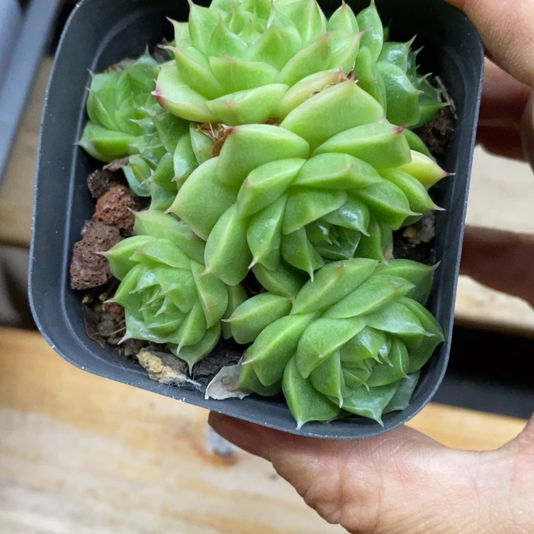 精品多肉一物一拍不包整147