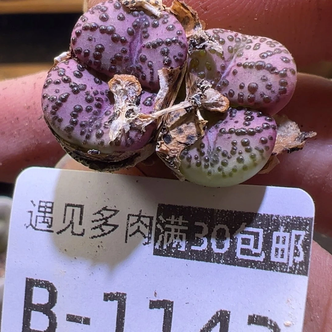 多肉植物11111111111111