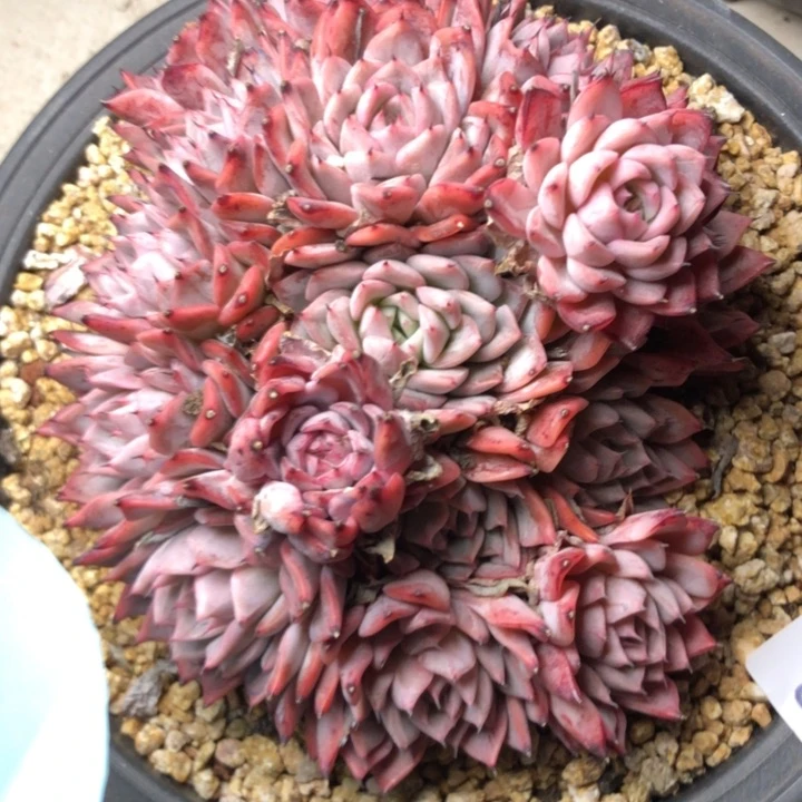 美**美87///////////////////