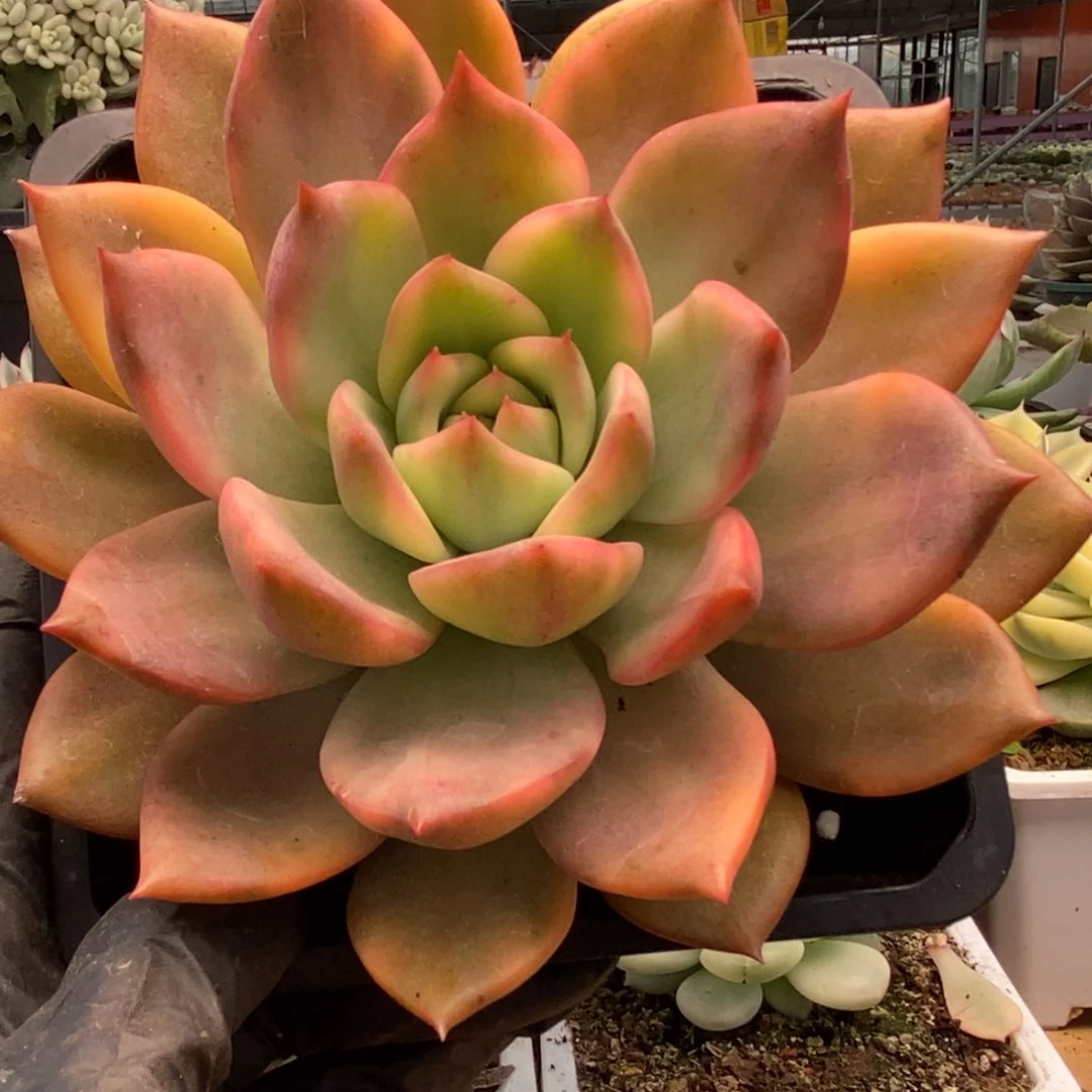 396卡玫拉锦锦锦锦锦锦