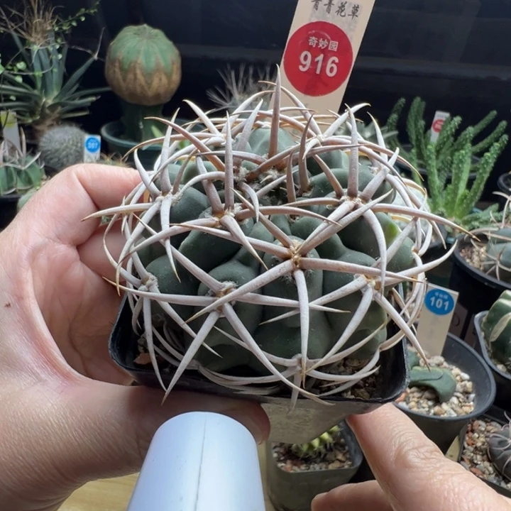 实生五十铃玉豪刺碧岩玉6.8cm有斑