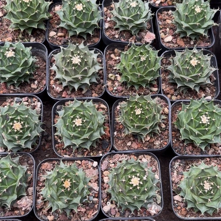 完全开放实生帝冠皮实好养