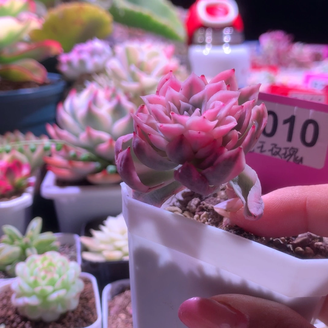 女王玫瑰覆轮锦有根