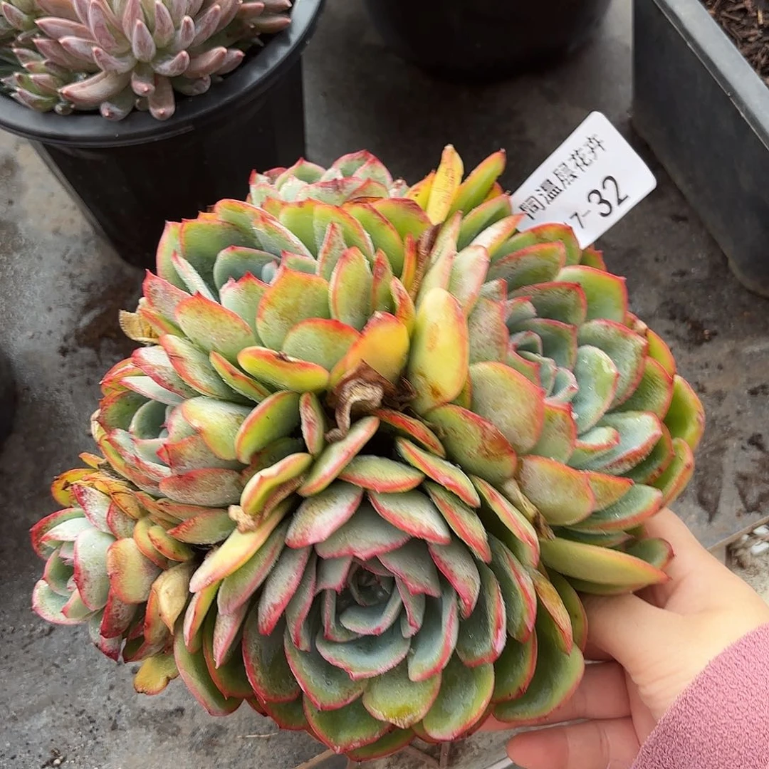 同温层多肉晨露32