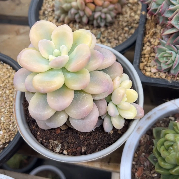 洛神锦 带侧芽 夏鸣园艺