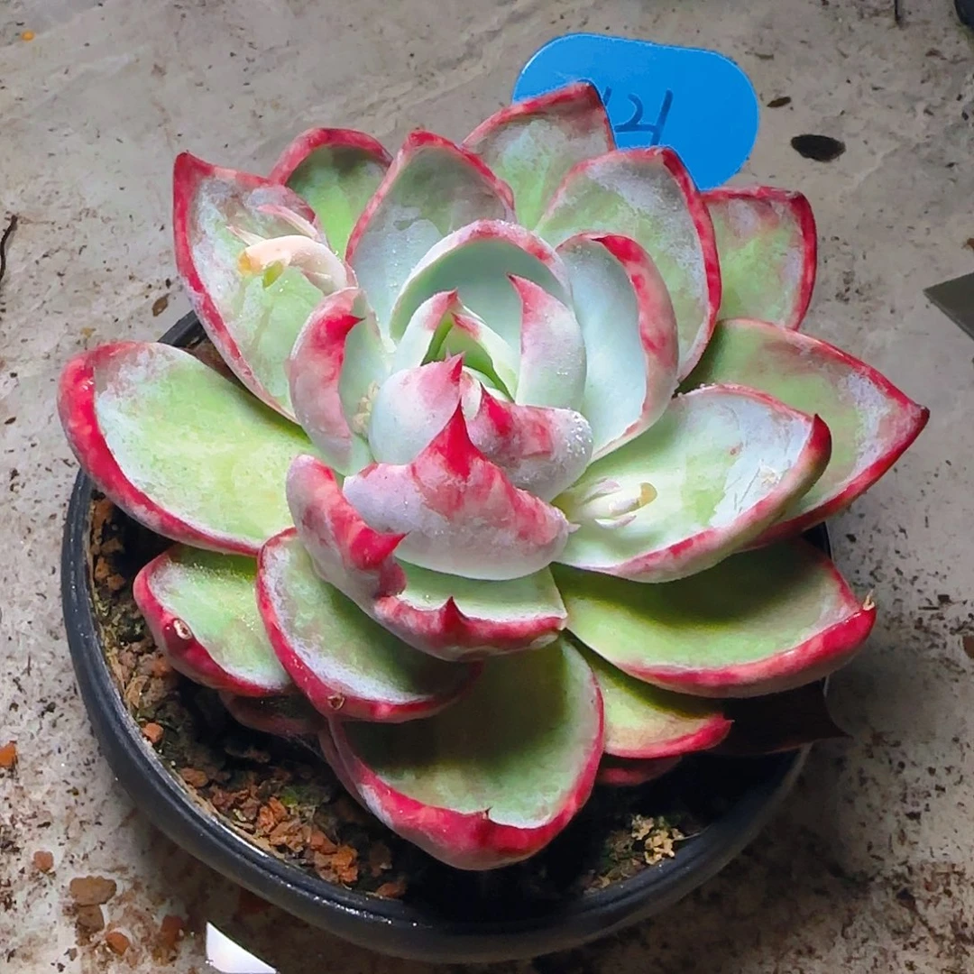 惊鸿仙子一物一拍121号