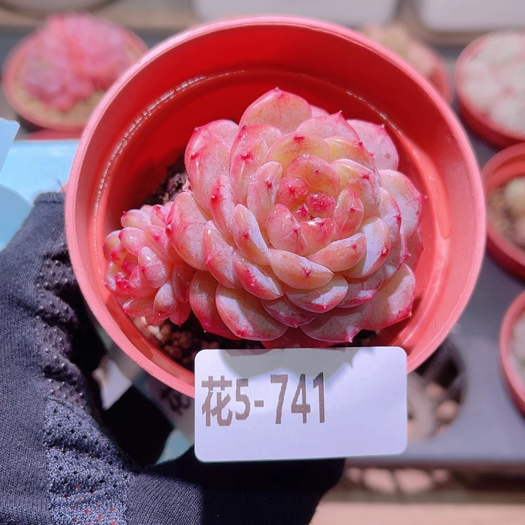 花利美5-741雪颜玉