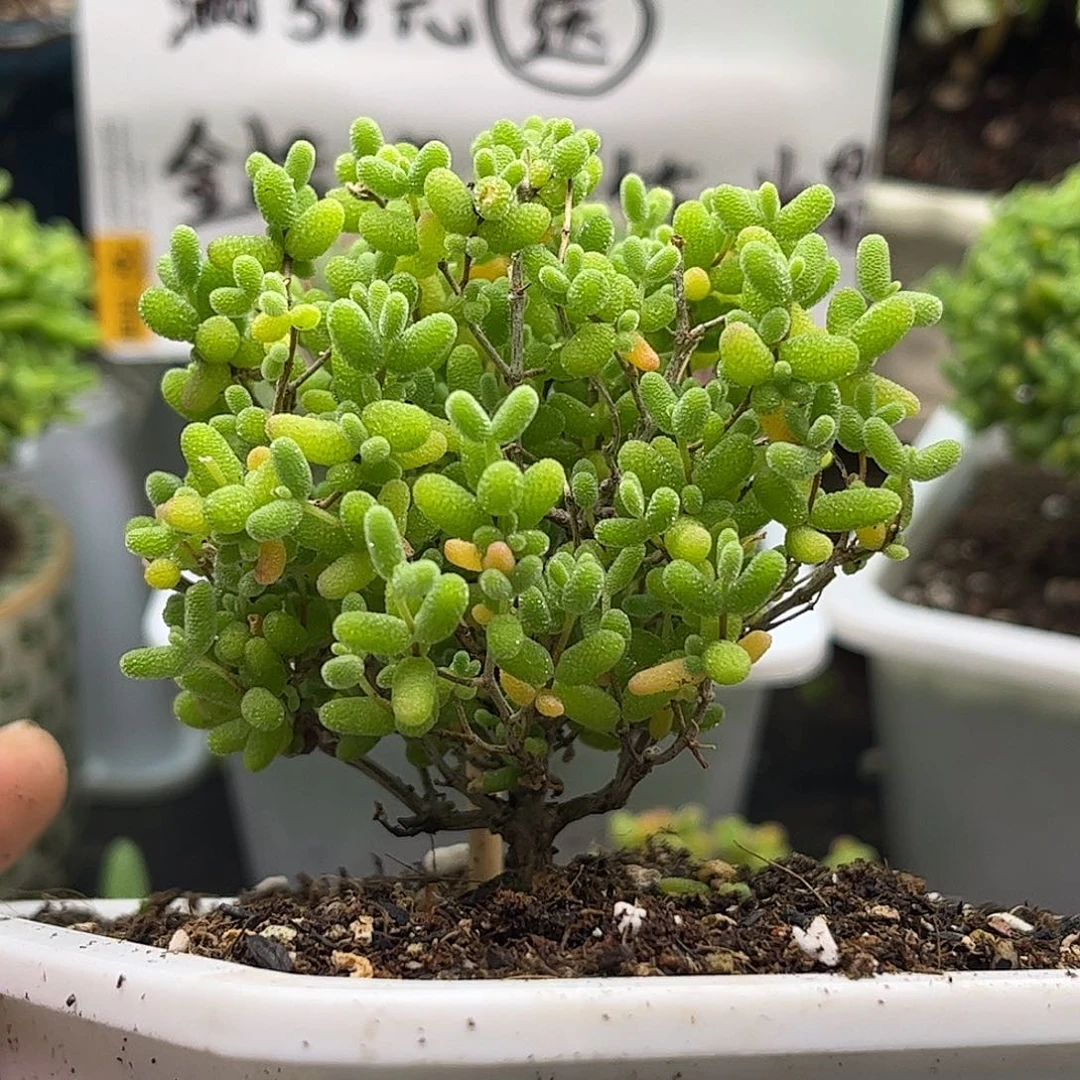53蜜桔糖球优选枝干