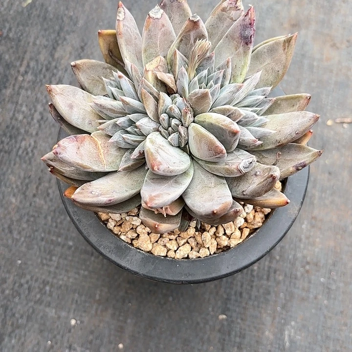 多肉植物，美人杂交