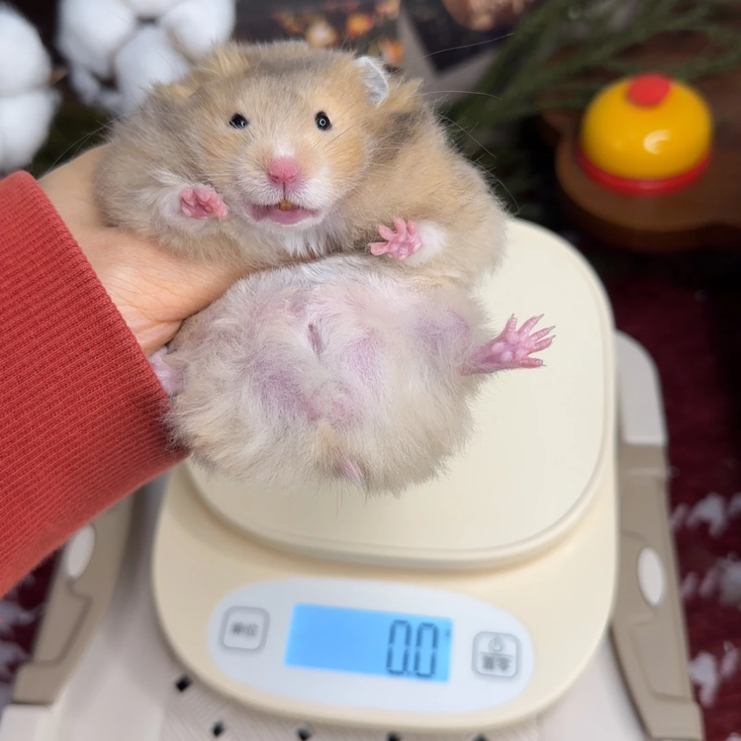 虎纹弟弟10.25生日