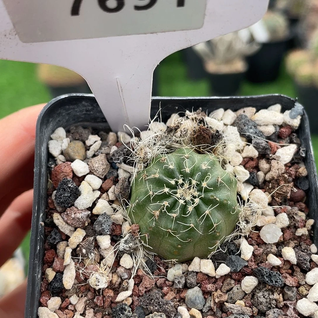 7691 明石实生清货满 39 包邮，非偏远地区