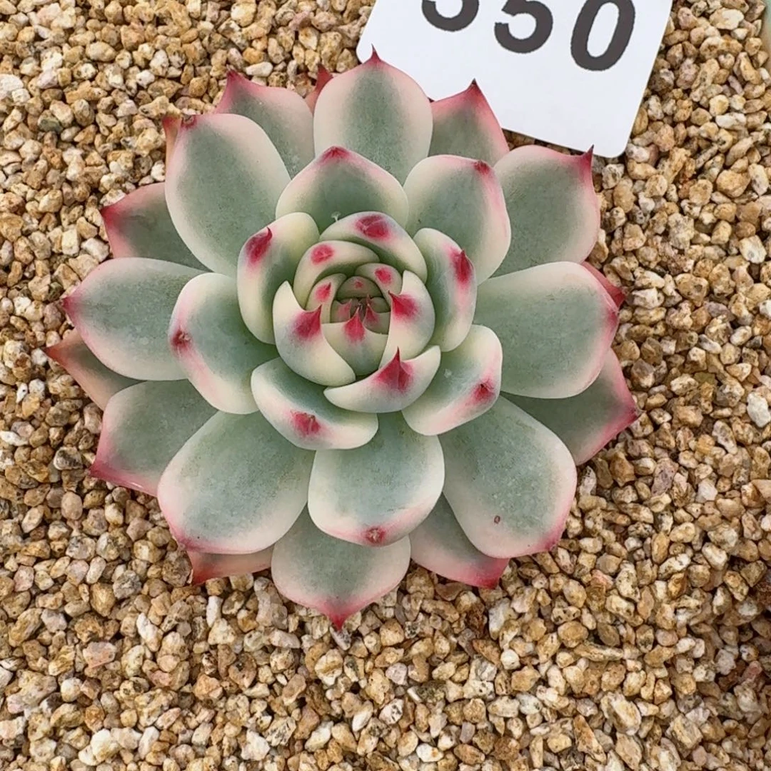 吉娃娃锦          摇身一变高富帅，一夜暴富动作快