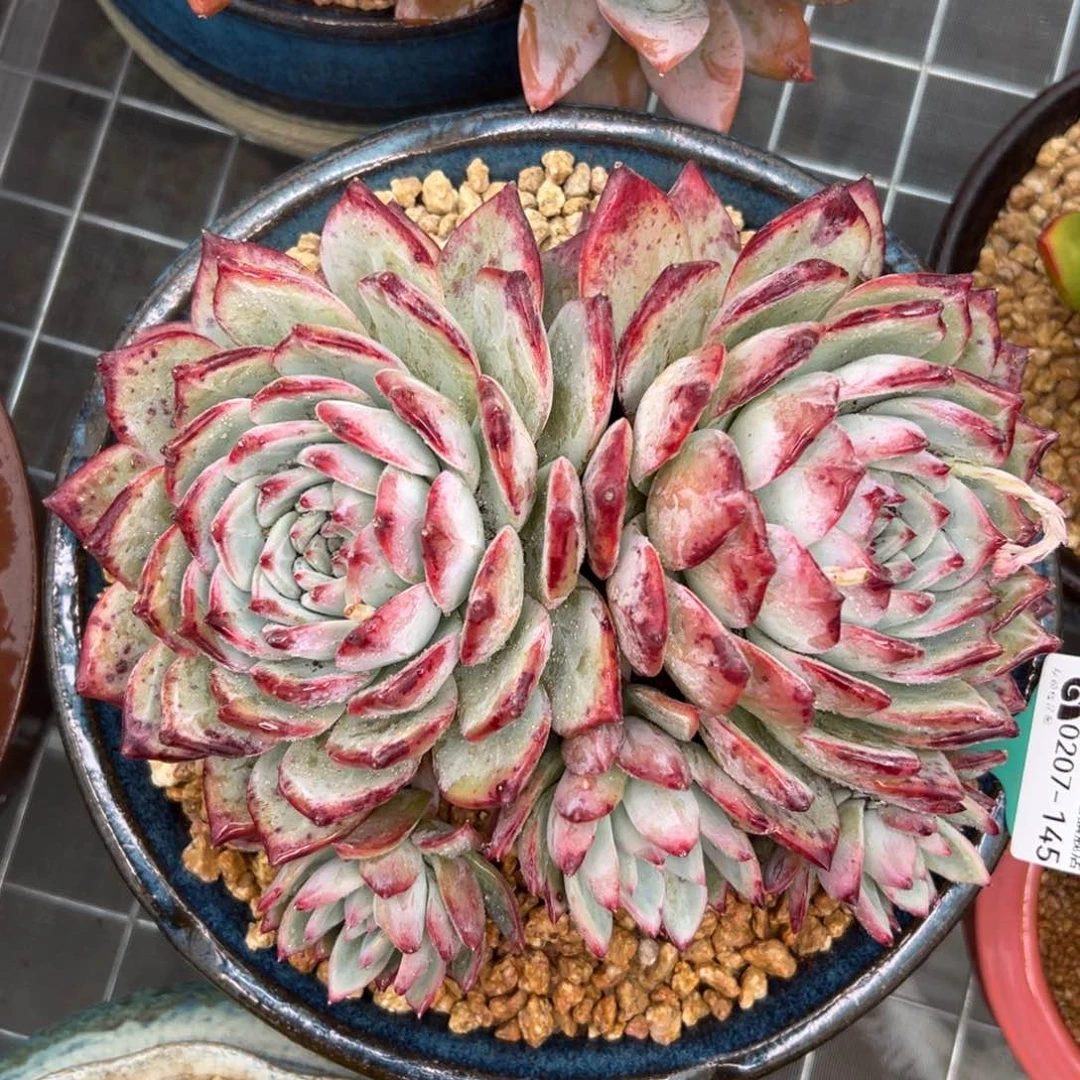 多肉一物一拍0207-145