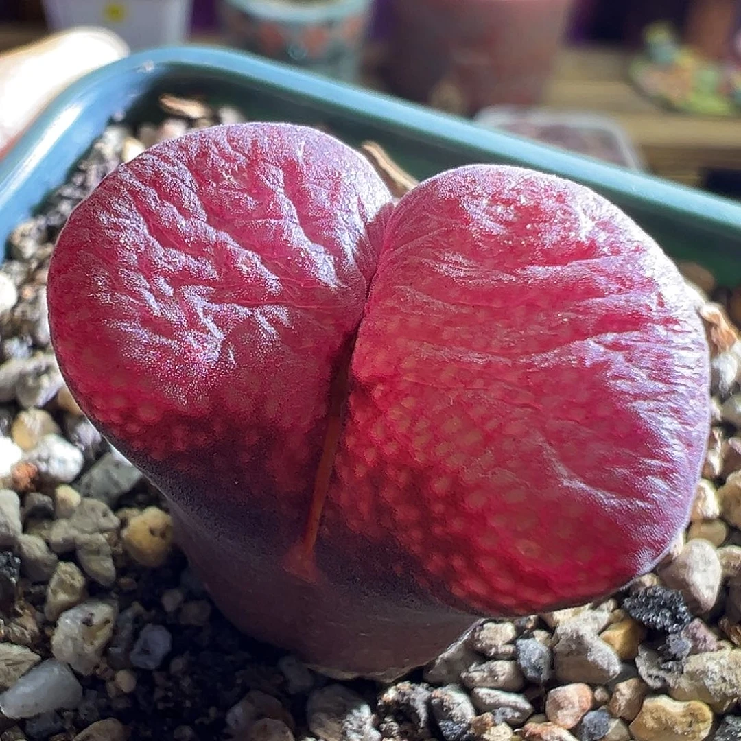 318# 原株日大红。