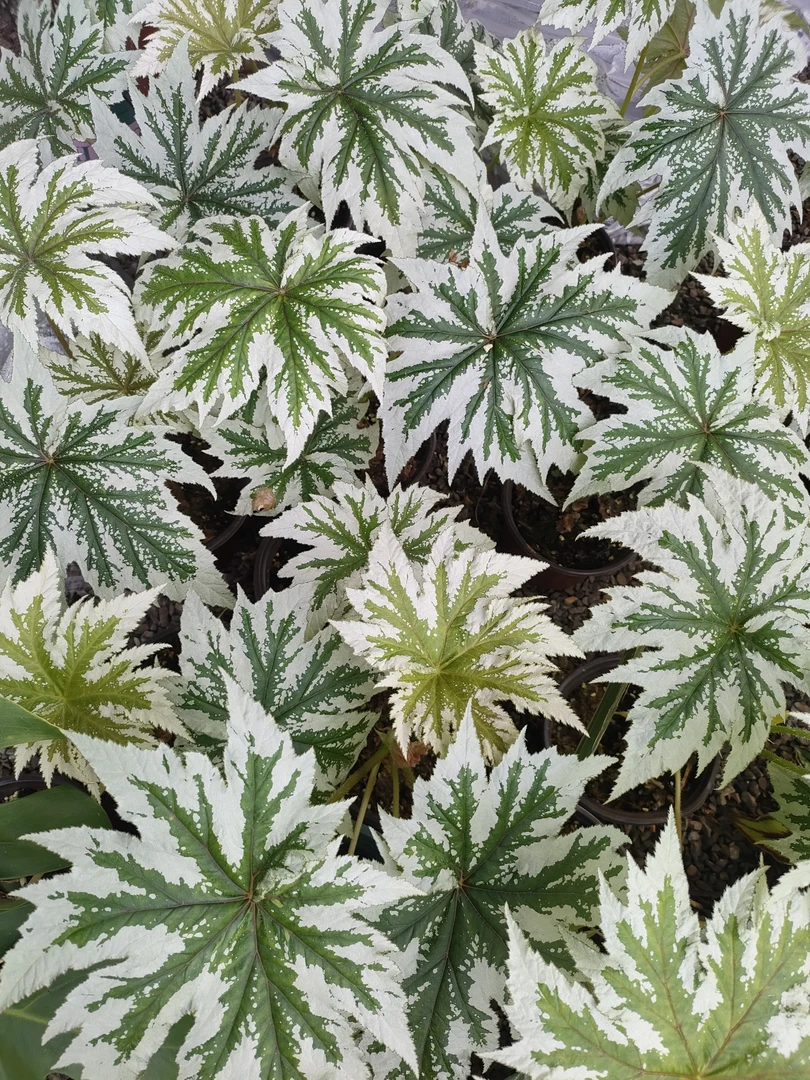 秋海棠.叶损组合.不售后.不售后