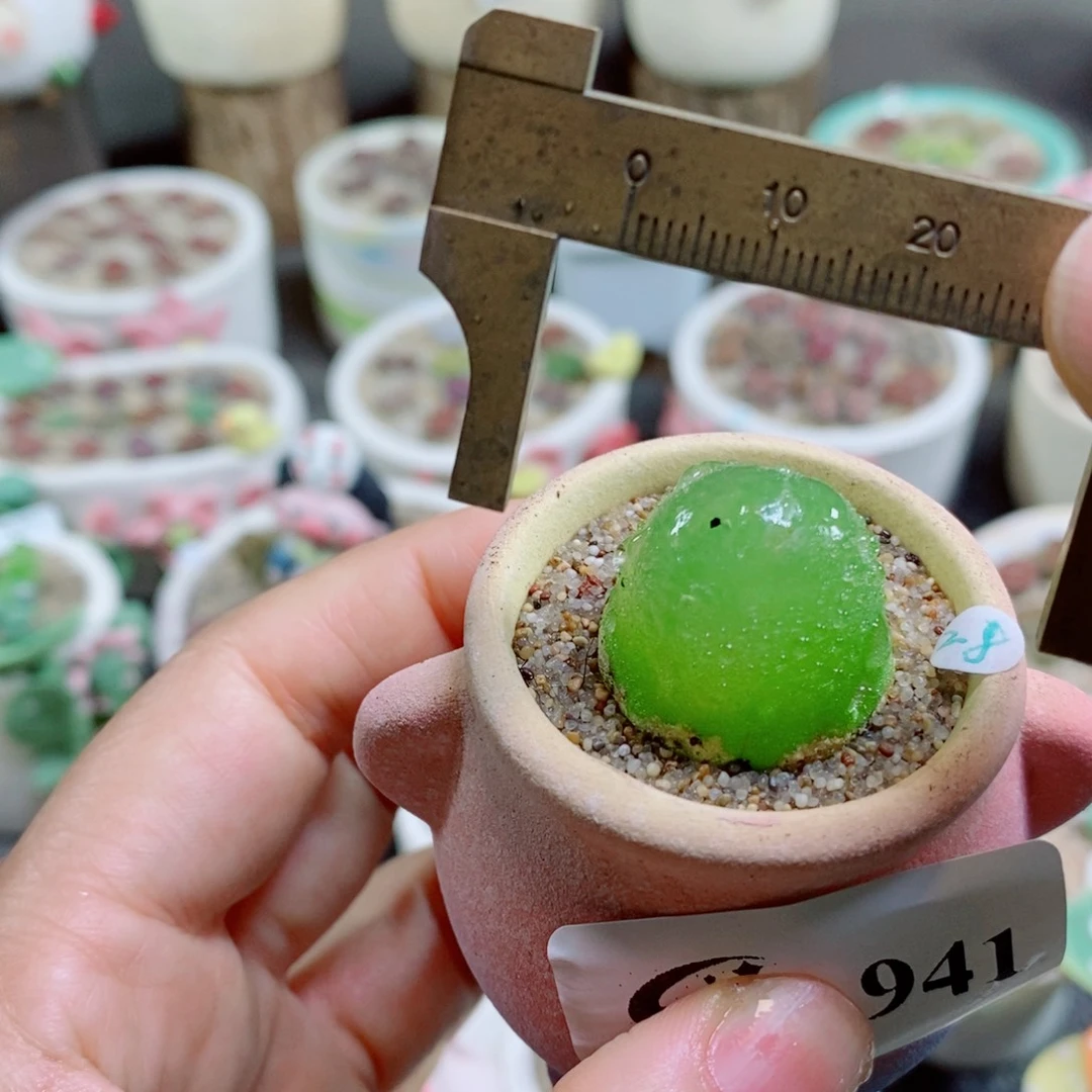 生石花花花花花花花941