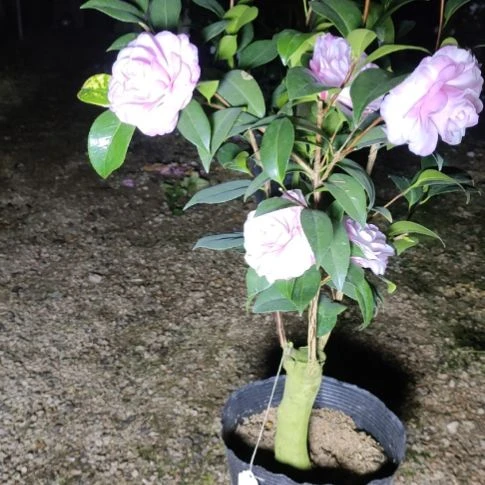 全部花苞复色首领