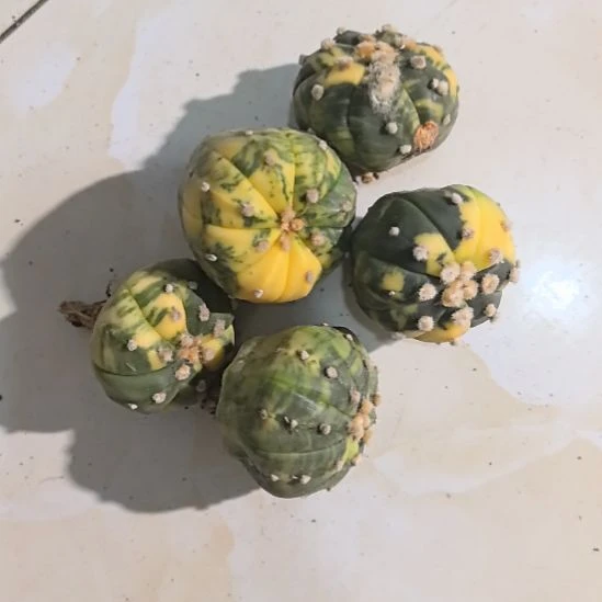 一物一拍，五颗一起发，有伤实生兜