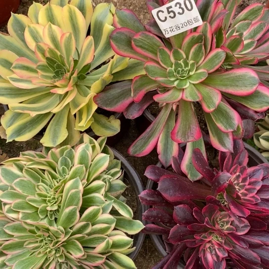 静*丫530四棵多肉植物