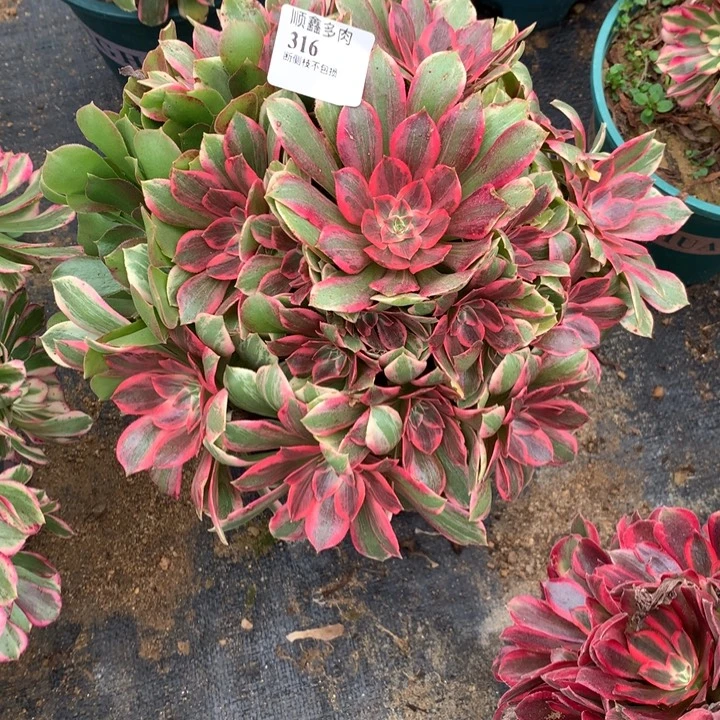 归***还316浣纱多肉植物特价