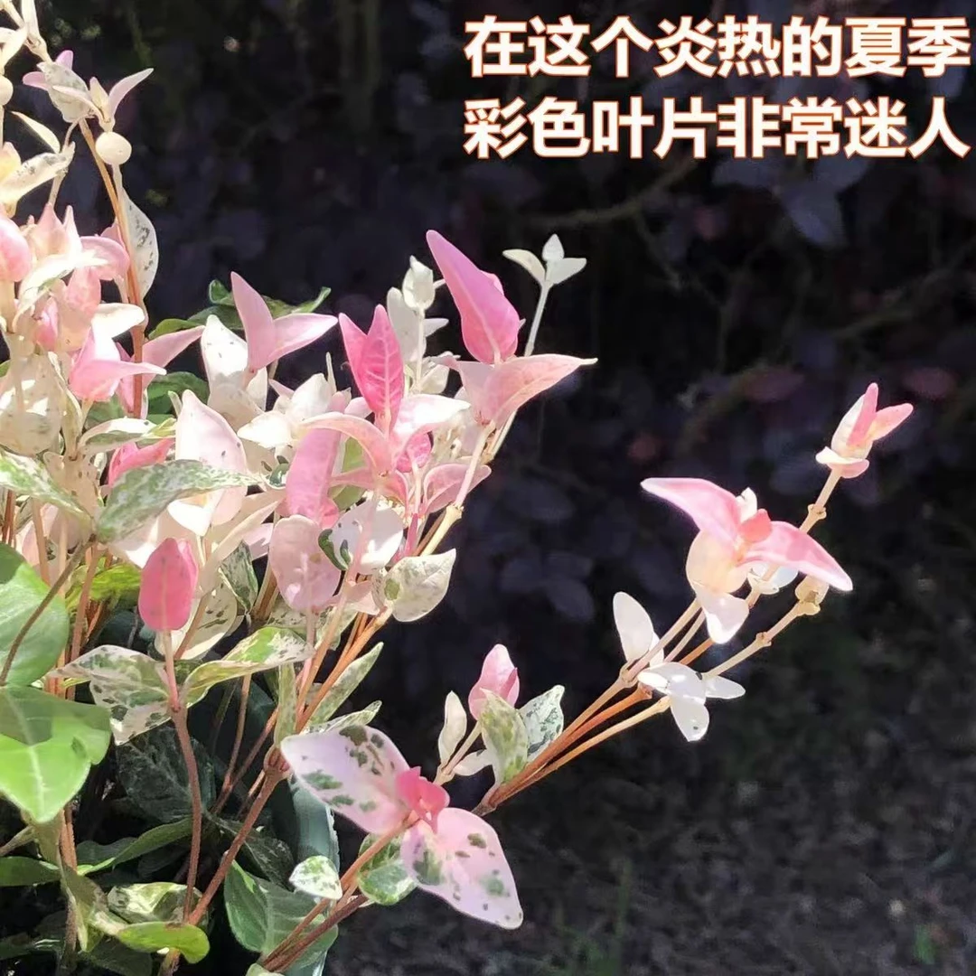 花叶络石盆栽彩叶爬藤垂吊花卉绿植办公室室内阳台盆景