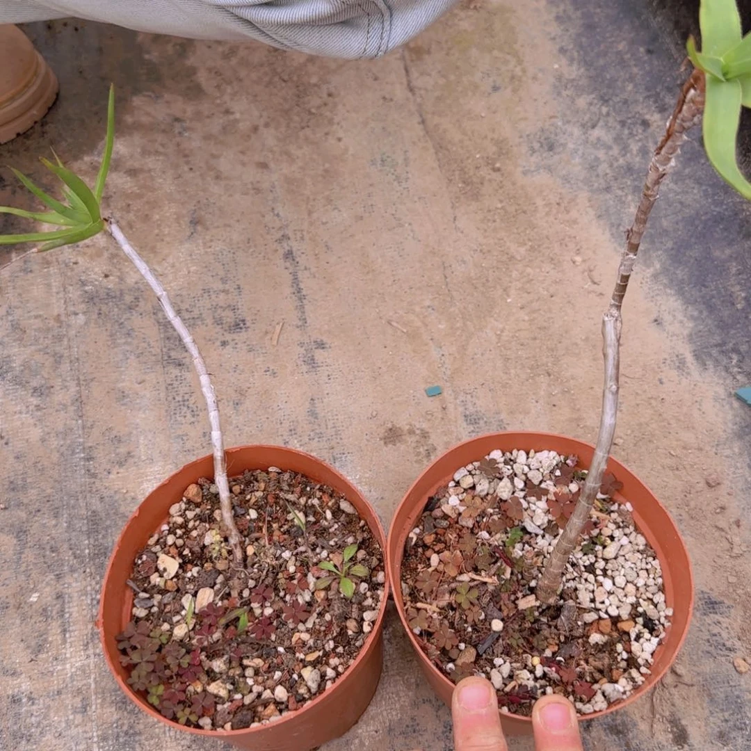 块根植物块根植物块根