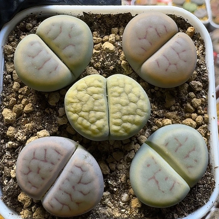 21111生石花。   101