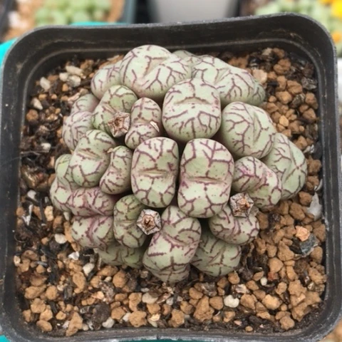 多肉肉锥 猴脸青姬