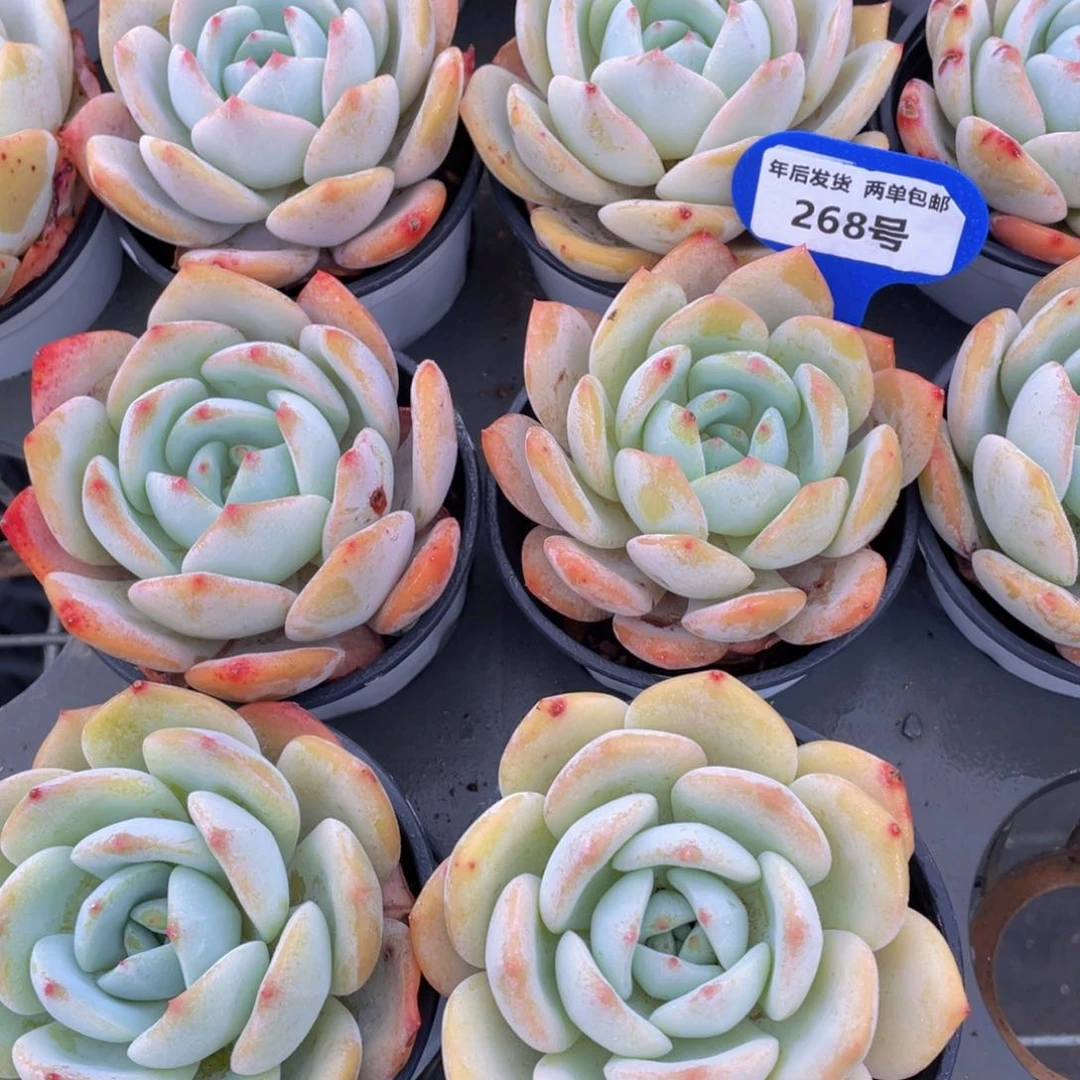 268号宽叶凤橙单头一个