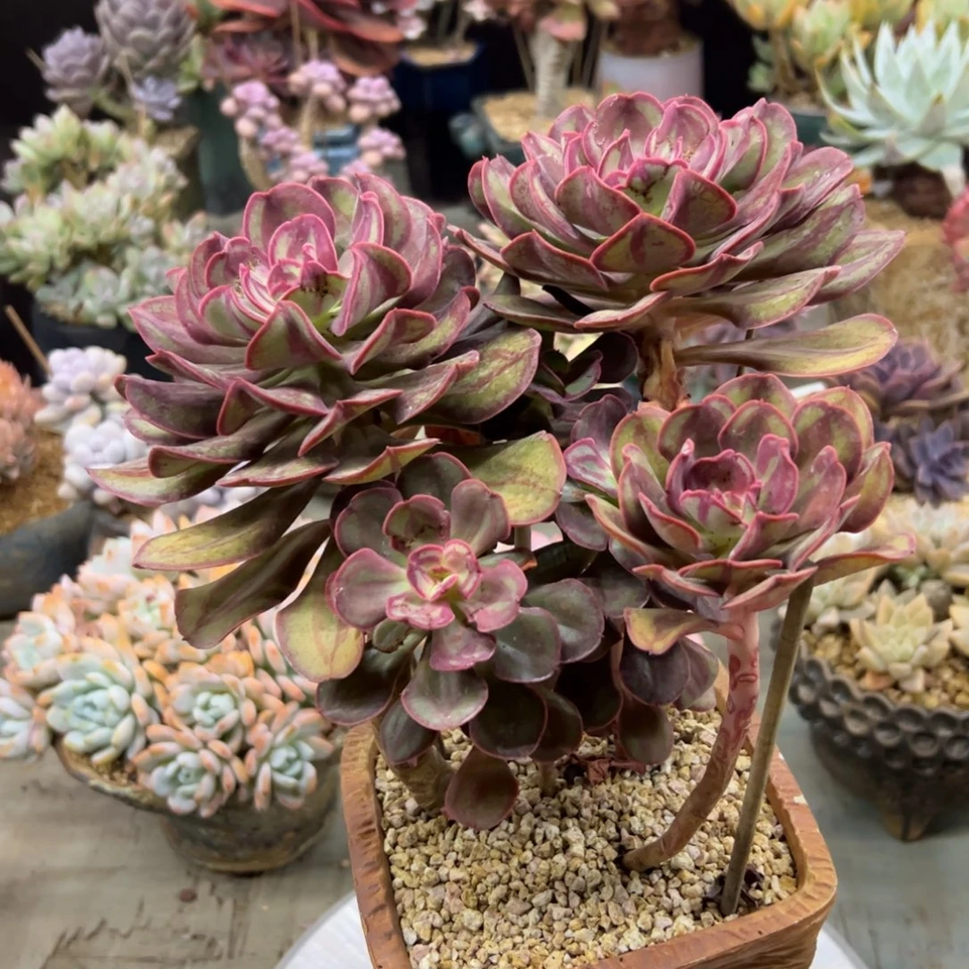 肥牛卷有伤68 零零多肉植物