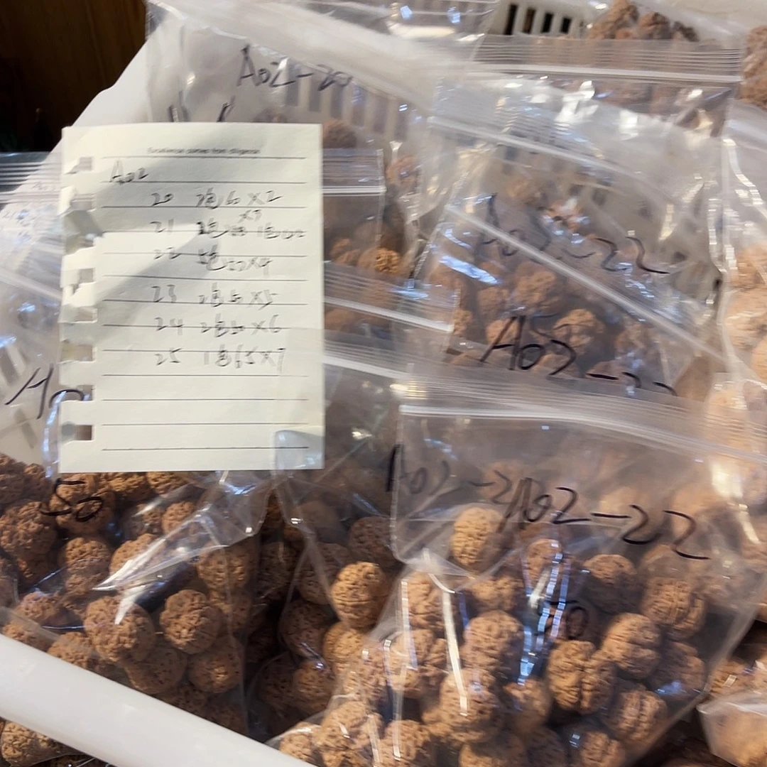 金刚菩提手串A02号24毫米50颗