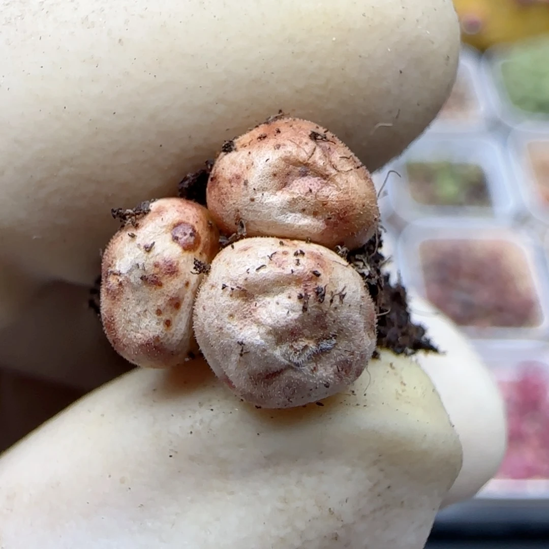 731猕猴福利福利