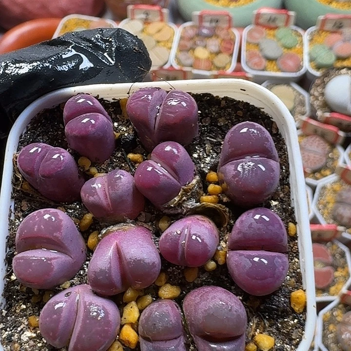 生石花33:：：：。  100号